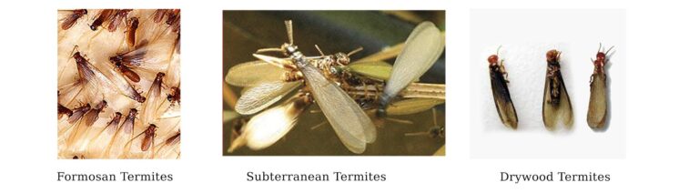 Information about termites – ERADCO Agenda
